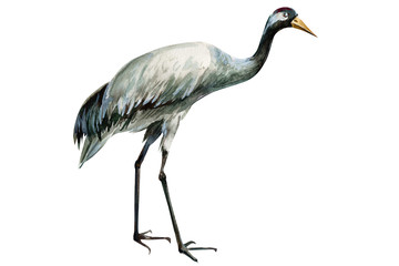 bird crane on white background, watercolor drawing, flowers, leaves, bud and seeds