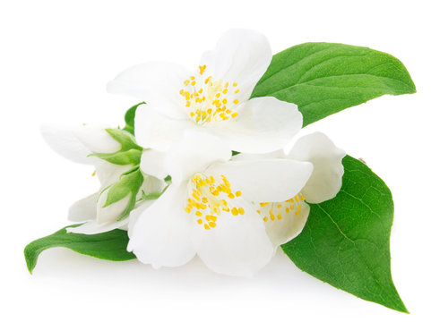 Fresh Jasmine On White Background