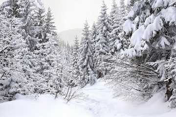 Winter landscape of mountains with path with footprints in snow following in fir forest. Carpathian mountains