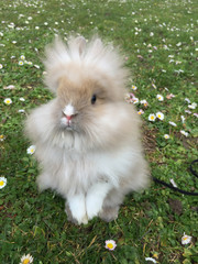rabbit wearing harness outdoor in green grass