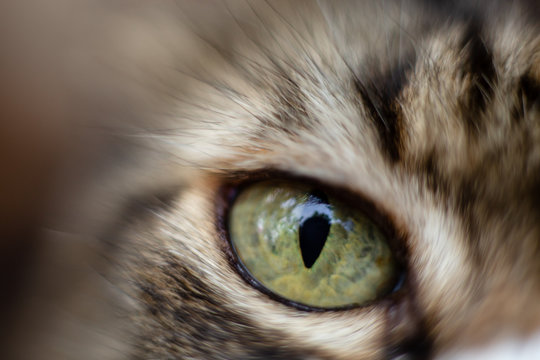 Cat's green eye