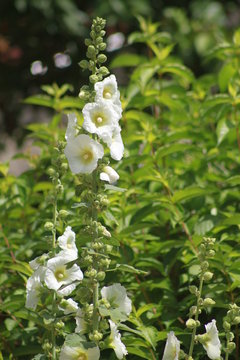 Rose tr&eacute;mi&egrave;re blanche