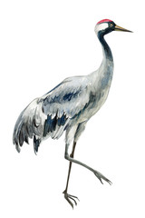 bird crane on white background, watercolor drawing, flowers, leaves, bud and seeds