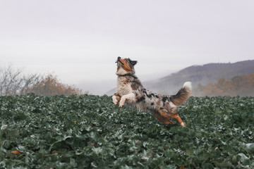 Dog australian shepherd running blue merle in nature 11