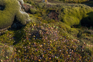 lava fields with moss covered lava rocks in Iceland. September 2019