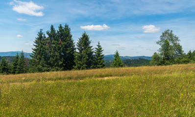 mountain meadow with trees, hills on the background and blue sky with clouds