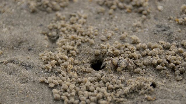 Little crab out of a hole to make the sand ball on sunset beach.