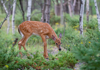 White-tailed deer fawn walking through the meadow in Ottawa, Canada