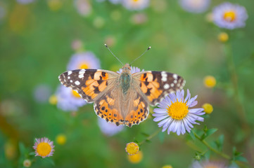 butterfly