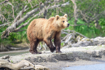 Obraz premium Ruling the landscape, brown bears of Kamchatka (Ursus arctos beringianus)