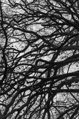 silhouette of branches of a tree in fall