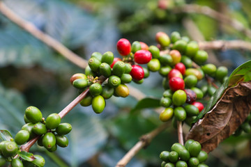 Coffee from Pyin Oo Lwin Region, Burma