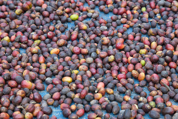 Coffee from Pyin Oo Lwin Region, Burma