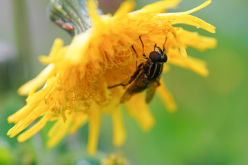 bee on flower