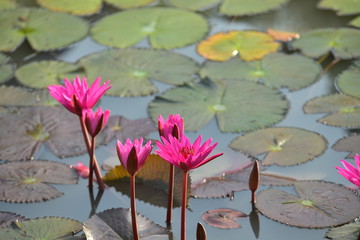 Beautiful lily flowers in the pond