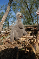 Young white-tailed eagle chicks in the nest