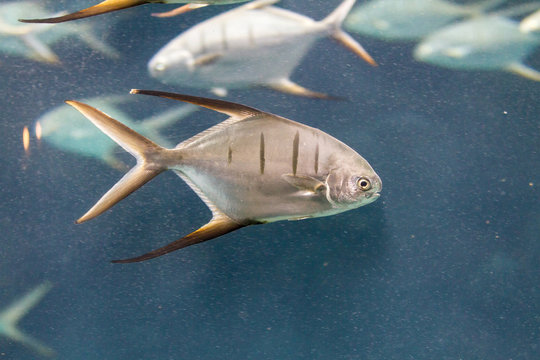 Palometa (Trachinotus goodei)