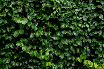 Tropical leaves, abstract green leaves texture, nature background.