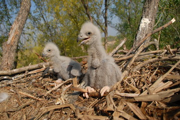 Young white-tailed eagle chicks in the nest