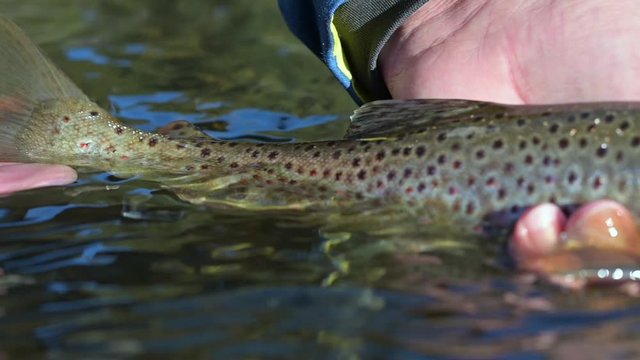 Taking a beautiful brown trout with a fly