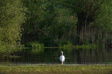 Mute swan in lake on sunny day in early spring.