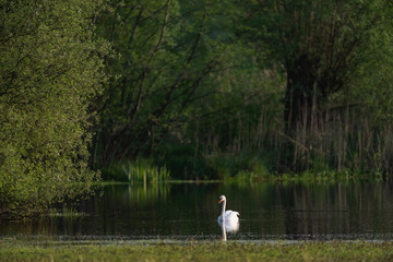 Mute swan in lake on sunny day in early spring.