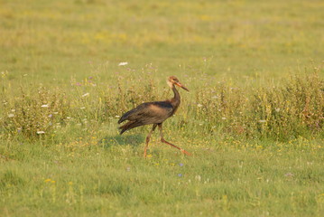 White Stork dirty oil slick, ecological disaster