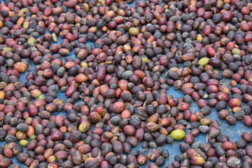 Coffee from Pyin Oo Lwin Region, Burma
