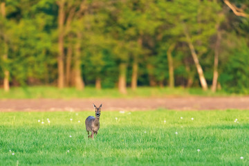 Obraz na płótnie Canvas Female roe deer in meadow on sunny day in spring.