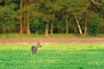 Obraz na płótnie Canvas Female roe deer in meadow on sunny day in spring.