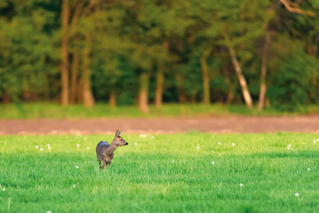 Female roe deer in meadow on sunny day in spring.