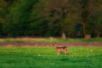 Foraging roebuck in meadow on sunny day in springtime.