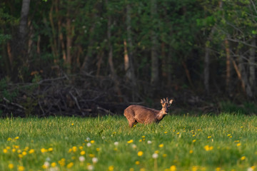 Roebuck in the molt in the spring meadow with dandelions.