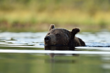 brown bear swimming at summer