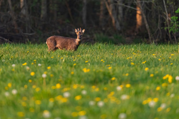 Roebuck in the molt in the spring meadow with dandelions.