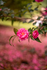 秋に咲く赤い花