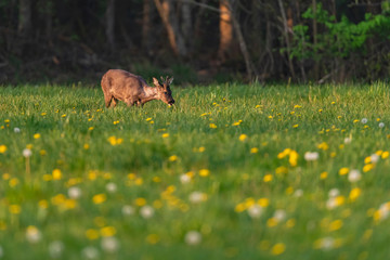 Foraging roebuck in the spring meadow with dandelions.