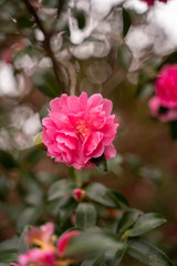 秋に咲く赤い花