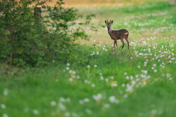 Young roebuck in meadow with dandelions behind barbed wire.