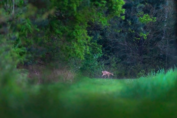 Naklejka na ściany i meble Roe deer walking at edge of forest.