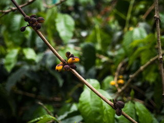 Damaged coffee beans on the branches