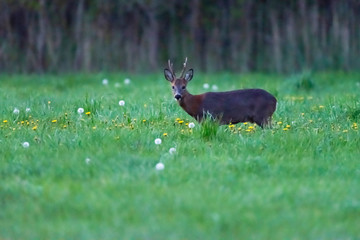 Roebuck in meadow with dandelions during early spring.