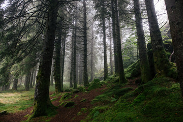 Foggy Norwegian mountain forest