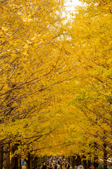 立川昭和記念公園の鮮やかな銀杏並木