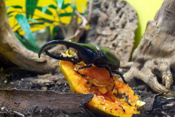 Five-horned rhinoceros beetle (Eupatorus gracilicornis) also known as Hercules beetles, Unicorn beetles, or Horn beetles. Selective focus, blurred nature green background.
