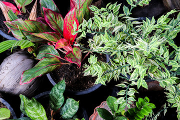 flowers in the garden