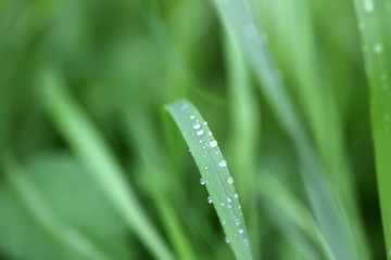 Fresh green grass on summer meadow in water drops after rain