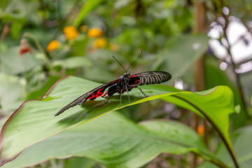 A close image of a Scarlet Mormon Butterfly. Scientific name Papilio rumanzovia. black on red on leaf
