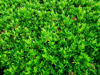 background of green leaves