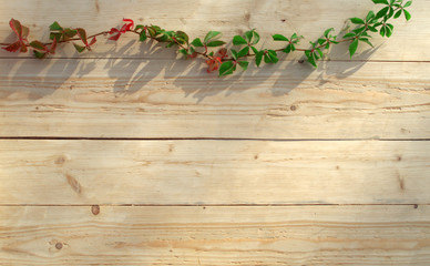 Wild grape branch on a light wooden background for greeting cards